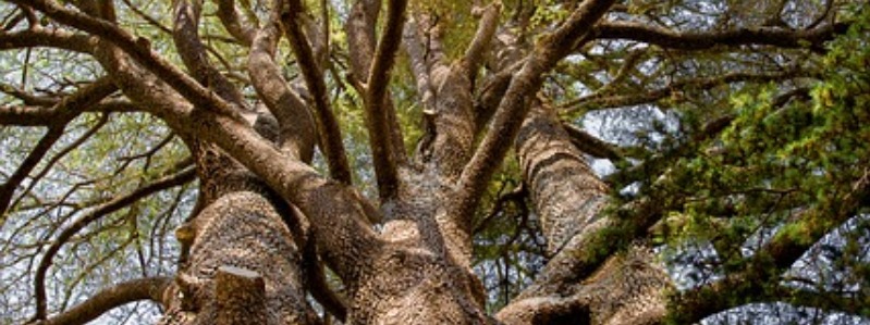 Types Of Cedar Trees In Texas