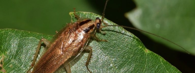 Types Of Cockroaches In Texas 768x287 