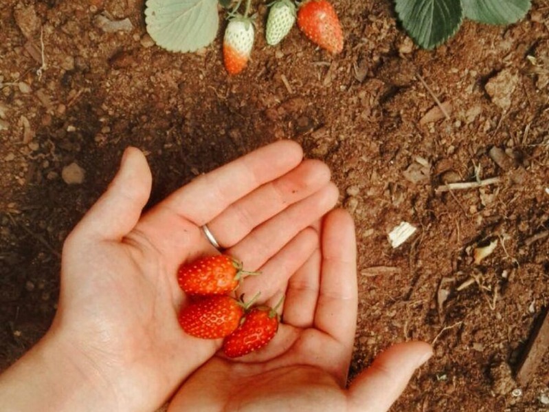 strawberries Texas 