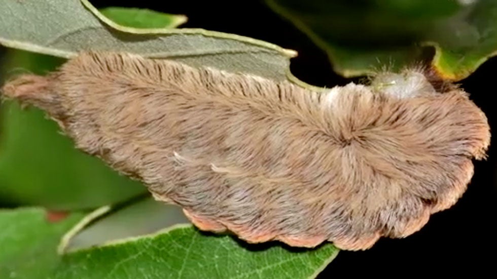 Highly Venomous Puss Caterpillars Return to Florida for Fall - Videos from The Weather Channel