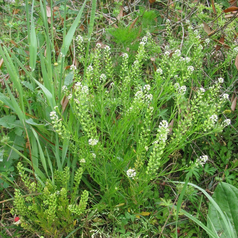 Lepidium virginicum - Peppergrass 