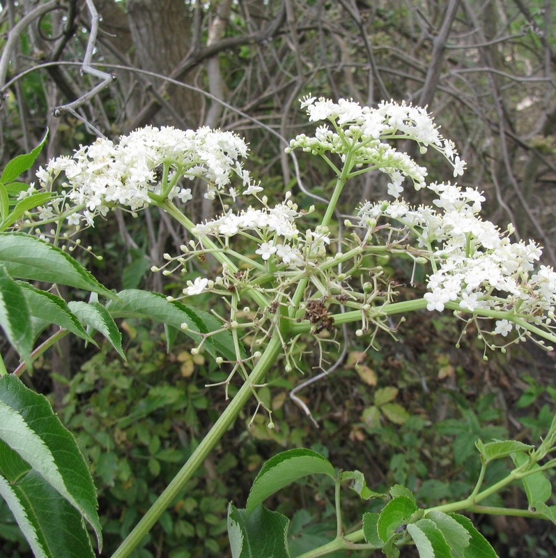 Sambucus nigra ssp. canadensis - Elderberry 