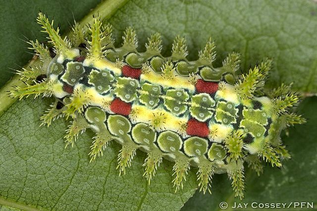 Spiny Oak-Slug moth caterpillar (Euclea delphinii) R1703 PFN | Moth caterpillar, Caterpillar insect, Caterpillar