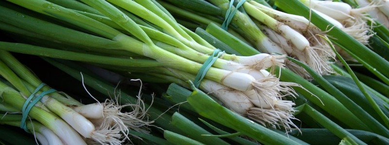 Can bunnies eat Green Onions?
